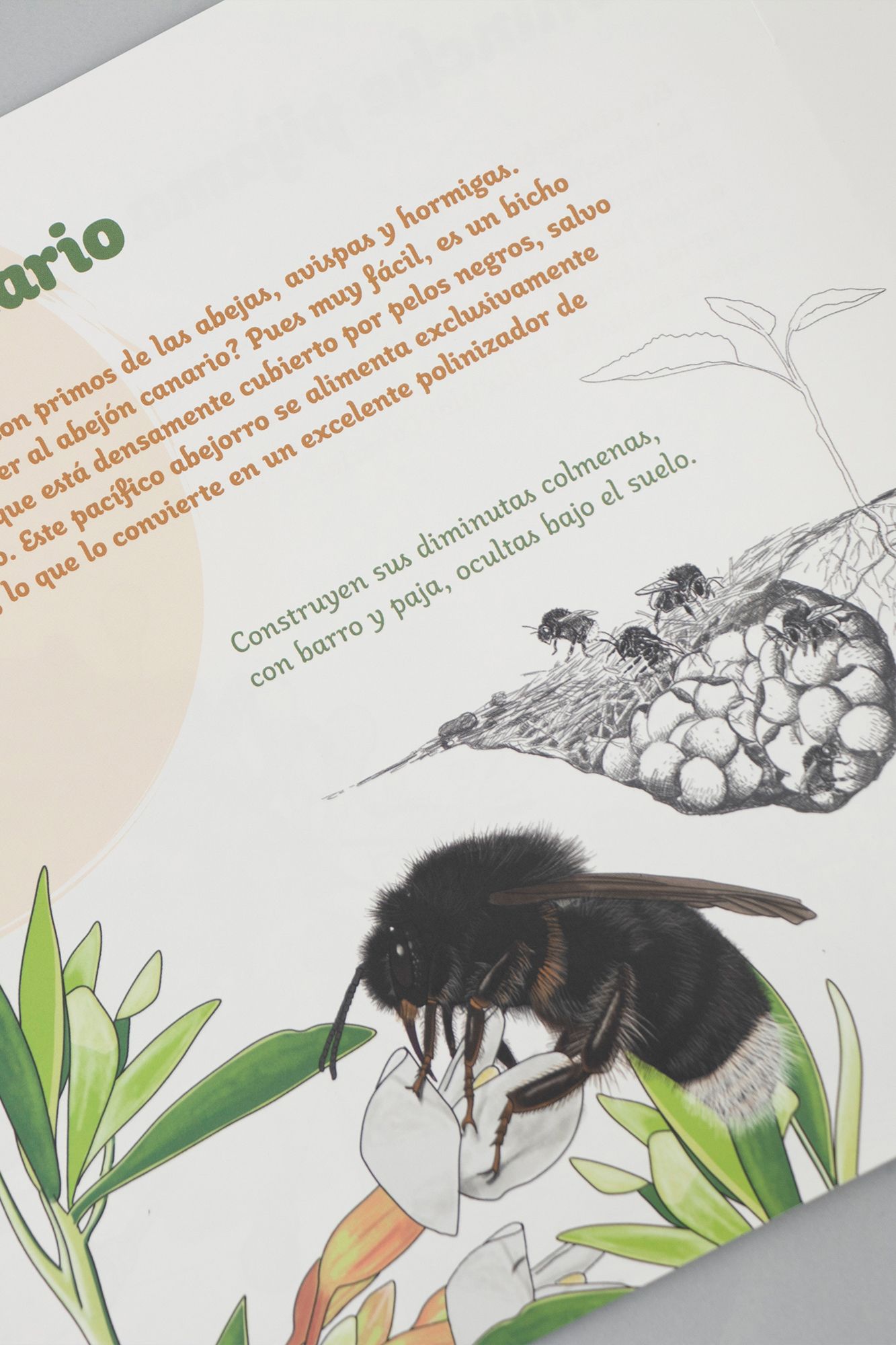 bichitos-canarias-libro-ilustrado-2