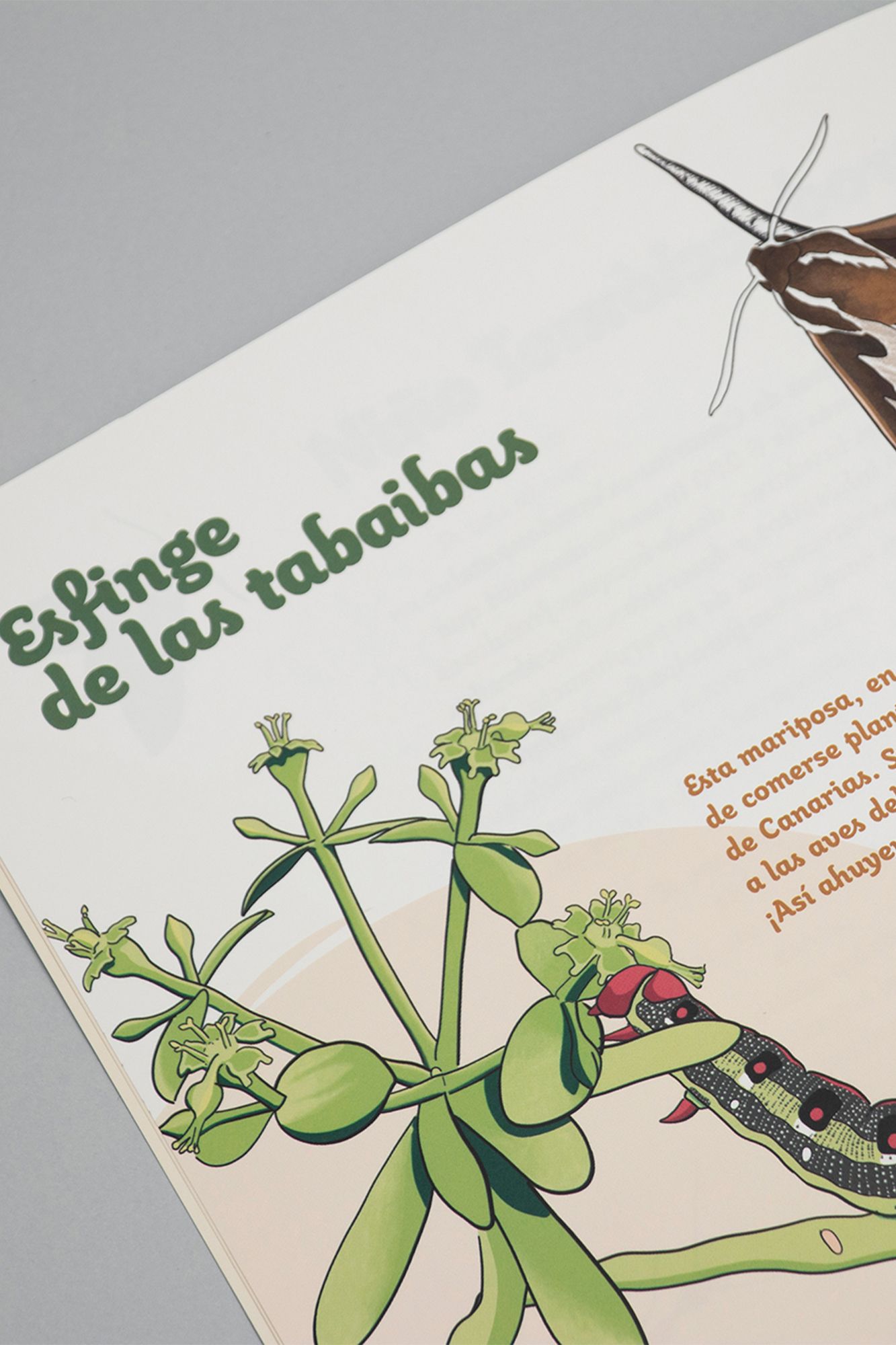 bichitos-canarias-libro-ilustrado-3